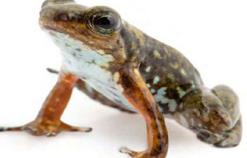 An image of a critically endangered frog species of Ecuador's Intag Valley