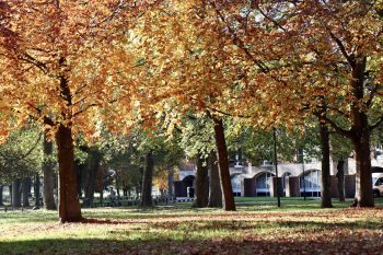 An autumnal tree is vibrant gold on the University of Sussex campus
