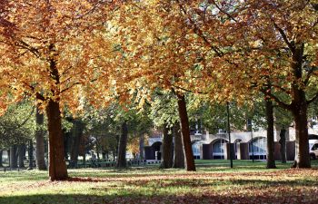 An autumnal tree is vibrant gold on the University of Sussex campus