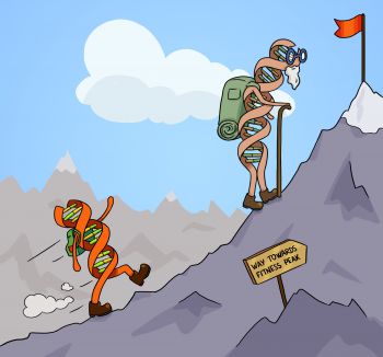 A cartoon of an old gene struggling up a mountain and a new gene hiking up with energy.