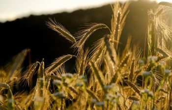 A close up of a field of wheat in the sunlight