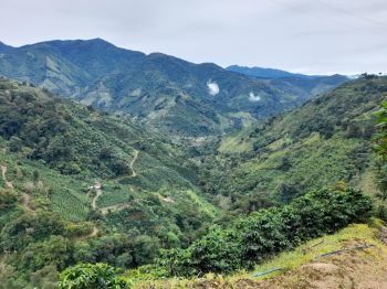 Landscape image of coffee plantations in the region of Pérez Zeledón, Costa Rica.