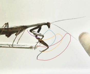 A Madagascan marbled mantis performing a reach towards a target with its forelimb, whose segments' trajectories are indicated with coloured lines.