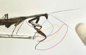 A Madagascan marbled mantis performing a reach towards a target with its forelimb, whose segments' trajectories are indicated with coloured lines.