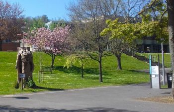 Image of trees on campus, between Bramber House and Jubilee