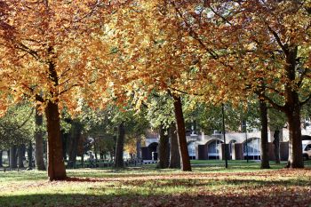 Beautiful autumn trees with red leaves on Sussex's distinctive campus