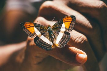 a colourful butterfly resting on a person's finger at Chapada dos Veadeiros in Brazil