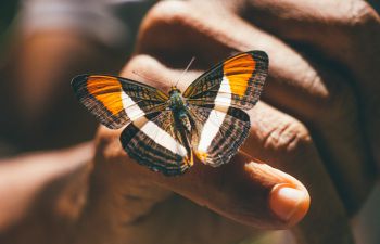 a colourful butterfly resting on a person's finger at Chapada dos Veadeiros in Brazil