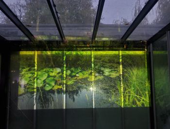 Outdoor audio-visual installation by Alice Eldridge featuring extraordinarily electronic sounding soundscapes from a freshwater pond