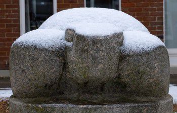 Tortoise in the snow on campus