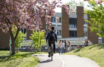 A cyclist on a cycle path passes a blossoming tree in the sun