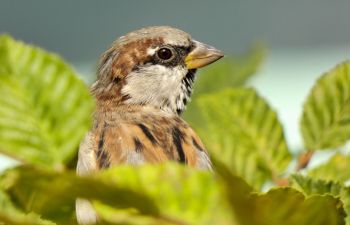 House sparrow