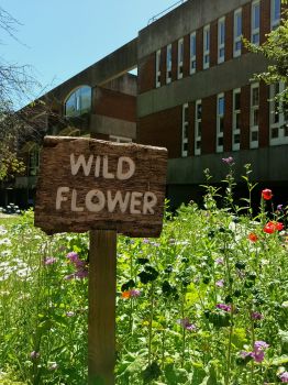 A sign reading 'wildflowers' sits among colourful wildflowers, with Falmer House in the background