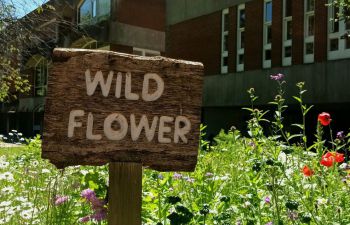 A sign reading 'wildflowers' sits among colourful wildflowers, with Falmer House in the background