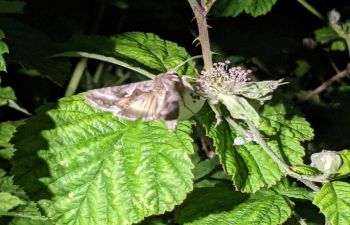 Moths pollinating bramble at night.