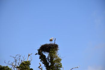A white stork is seen sitting in its nest built on top of a tree