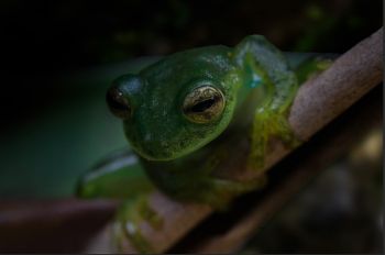 Rana de cristal, glass frog