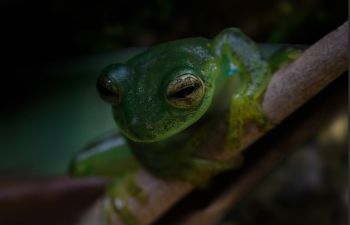 Rana de cristal, glass frog