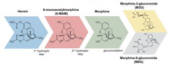 Heroin and its metabolites