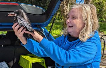 East Sussex Wildlife Rescue & Ambulance Service rescue baby crow on campus