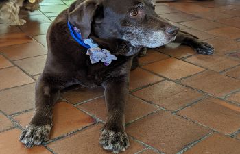 Image shows Leyla, a chocolate labrador wearing a blue colour and flower around their neck laying on the floor