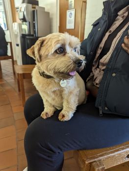 Image shows Lulu, a small blonde haired norfolk terrier sat on someones lap looking away from the camera with their tongue out!