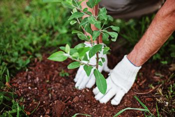 A tree is planted