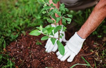 A tree is planted