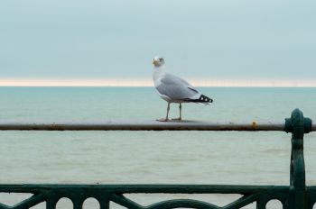 Seagull in Brighton