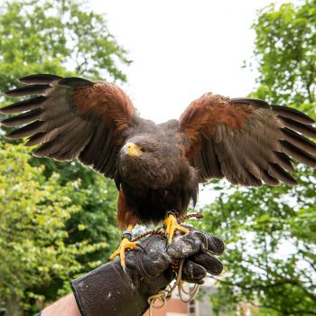Image of George the hawk, wings open