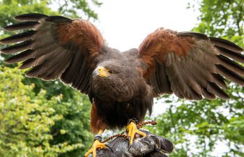 Image of George the hawk, wings open