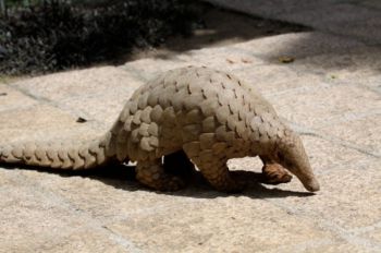 An image of a pangolin in the wild