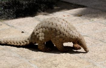 An image of a pangolin in the wild