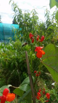 Bee pollinating beans