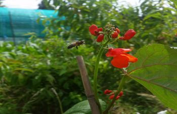 Bee pollinating beans