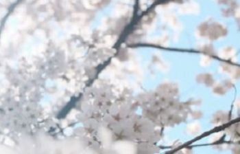White blossom on a tree