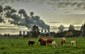 Image of a field with cows with smoke in the background