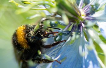 A photo of a bee on a flower, taken on Sussex campus