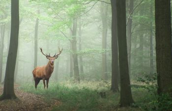 A green forest setting with trees and tall grass. In the middle is a Stag, staring at the camera.