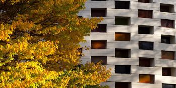 The Meeting House behind a tree