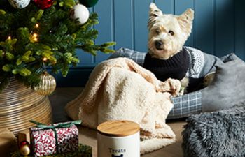 Dog sitting among Christmas presents