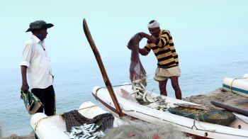 Two fishermen returning after their successful fishing trip emptying their nets full of fish