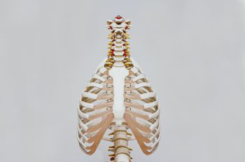 A graphic showing the thorax and lungs and spine of a human body on a grey background