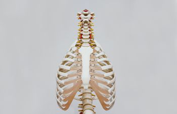 A graphic showing the thorax and lungs and spine of a human body on a grey background