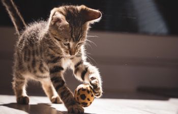 Tabby kitten batting a yellow ball that has brown splodges