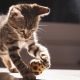 Fetching felines: new research finds cats like to play fetch too