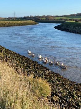 A family of swans swimming on the river Ouse