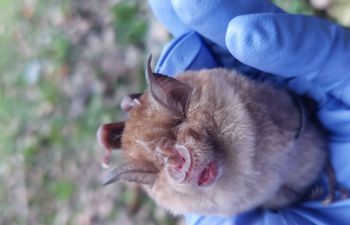 Gloved hand holding a bat