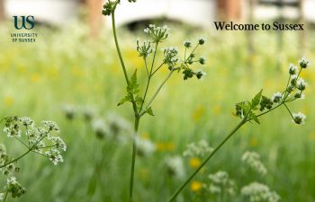 Wildflowers on campus - Welcome to Sussex pack front page image