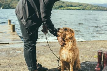 Dog being stroked by owner